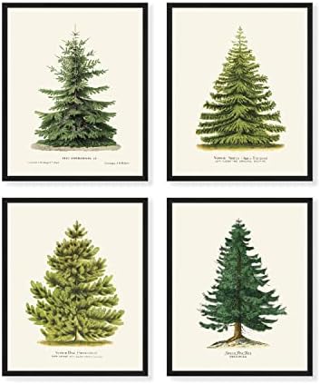Goldie dani 4 Bor Tree Prints, 8 x 10, zimski dekor, Vintage Botaničke jelke Prints [NEURAMLJEN]
