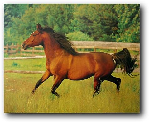 Trčanje Arabian Mare Horse Wild Animal Art Print Poster